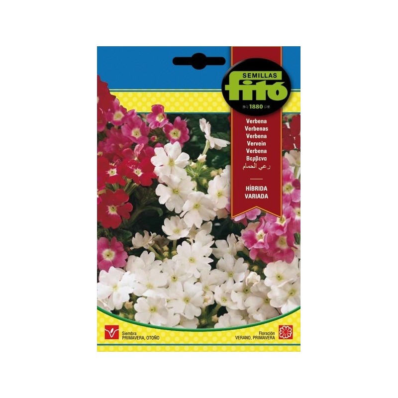 verbena hibrida variada