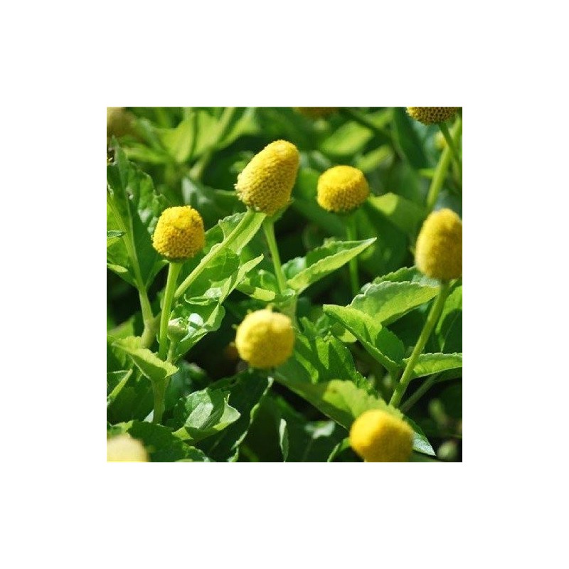 flor elÃ©ctrica (Spilanthes oleracea) - semillas no tratadas