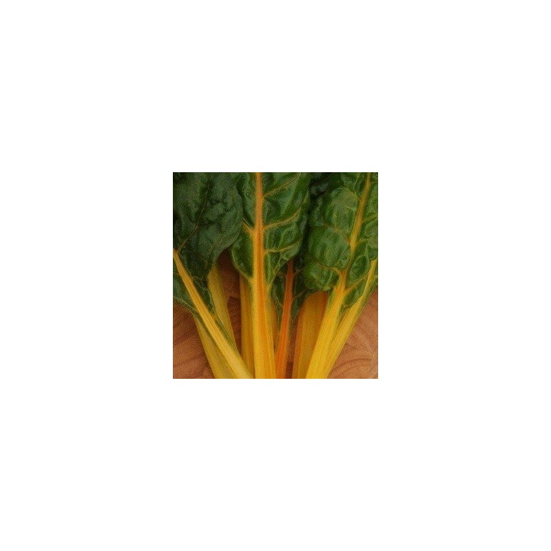 acelga pirol (semillas sin tratamiento)