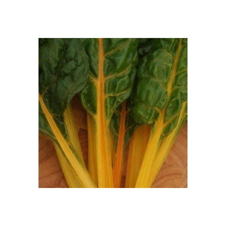 acelga pirol (semillas sin tratamiento)