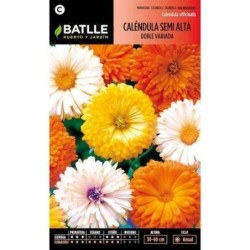 calendula semi alta doble variada (Calendula officinalis)