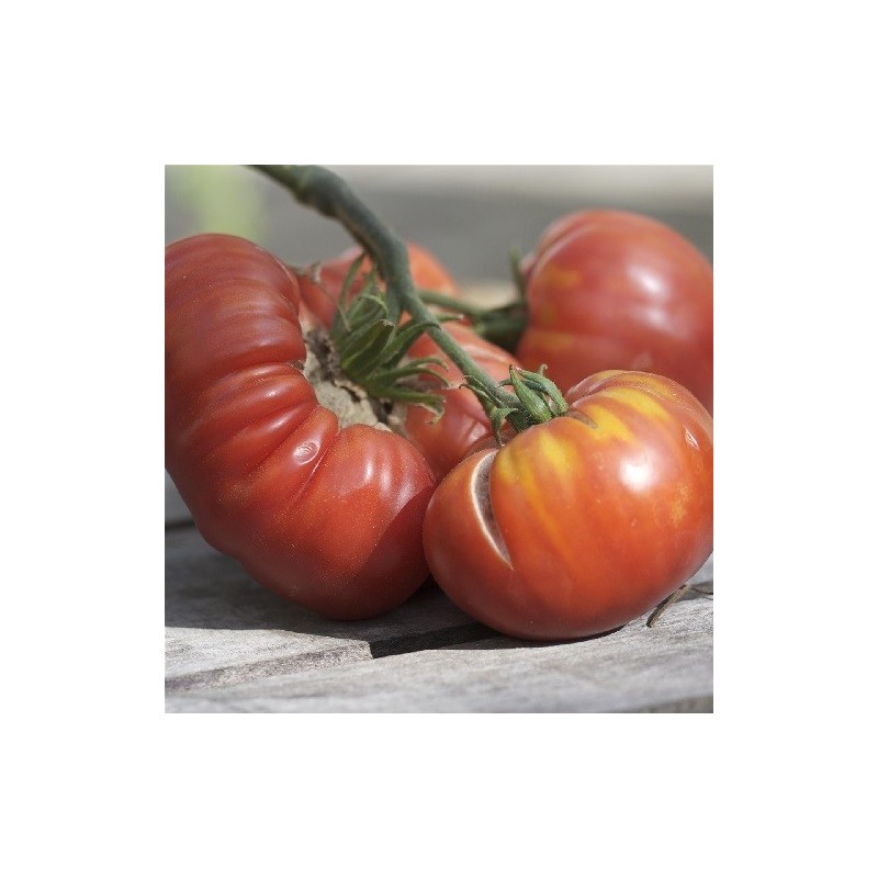 tomate altaiski - semillas ecolÃ³gicas