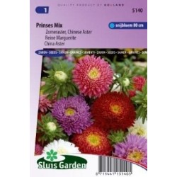 aster de la China princess choice (Callistephus chinensis)