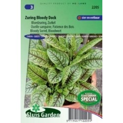 acedera roja Bloody Dock (Rumex sang.)