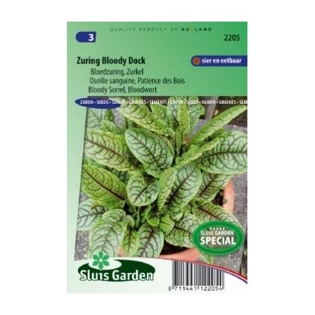 acedera roja Bloody Dock (Rumex sang.)