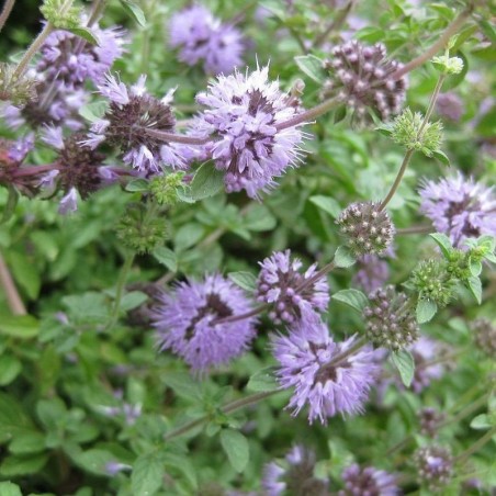 Menta Poleo-semillas no tratadas