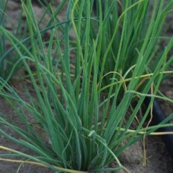 cebollino fino danes, semillas ecolÃ³gicas