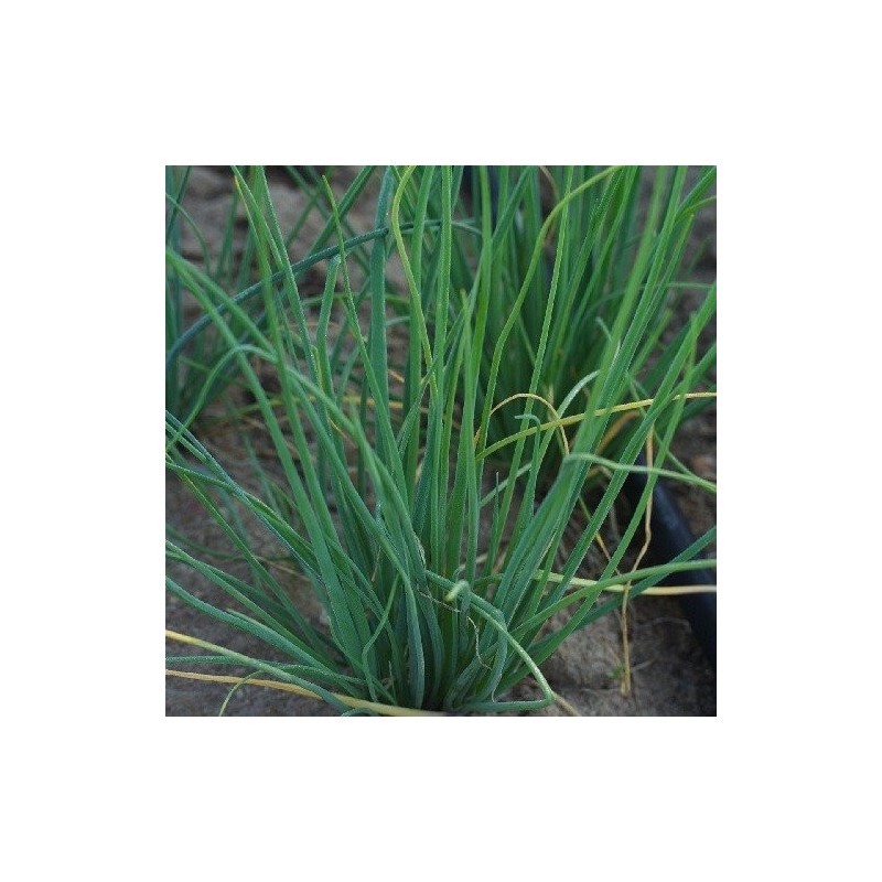 cebollino fino danes, semillas ecolÃ³gicas