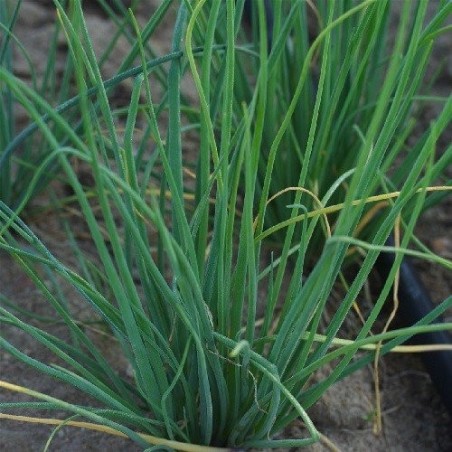 cebollino fino danes, semillas ecolÃ³gicas