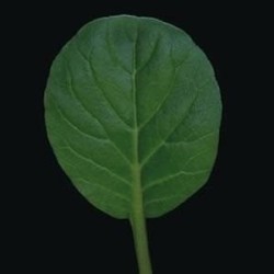 tatsoi tah sai (semillas sin tratamiento)