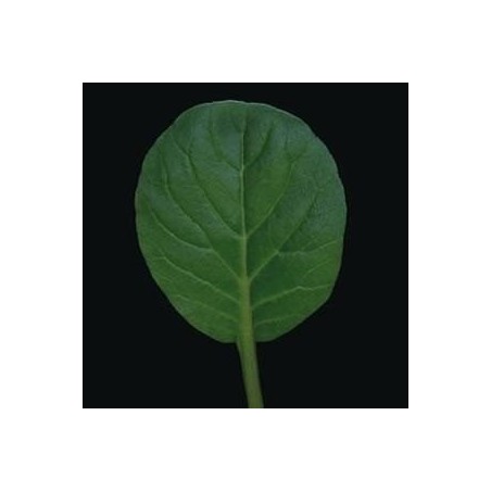 tatsoi tah sai (semillas sin tratamiento)