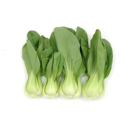 col china pak choi taisai (semillas ecologicas - biodinamicas)