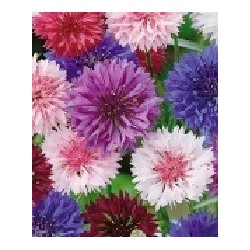 fiordaliso - centaurea - semillas ecolÃ³gicas