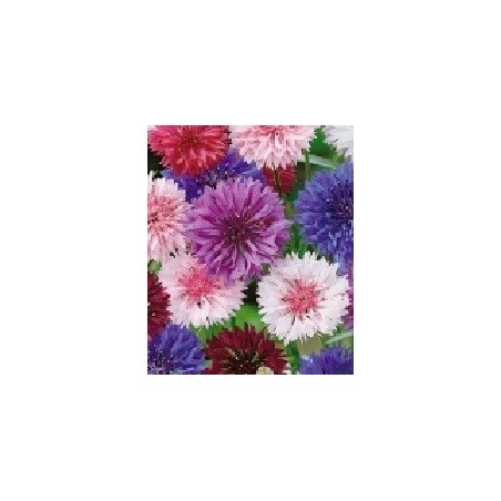 fiordaliso - centaurea - semillas ecolÃ³gicas