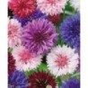 fiordaliso - centaurea - semillas ecolÃ³gicas