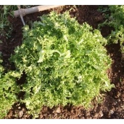 escarola cabello de angel semillas ecolÃ³gicas