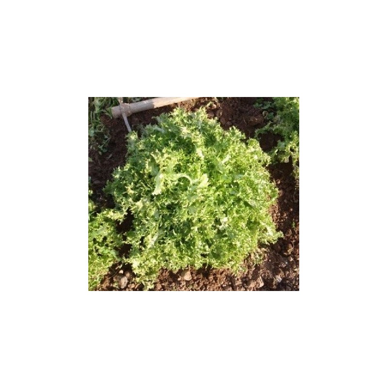 escarola cabello de angel semillas ecolÃ³gicas