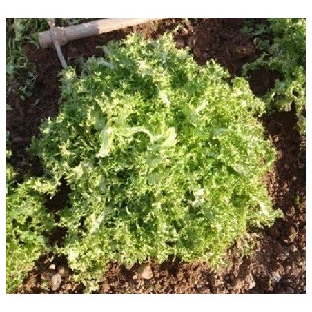 escarola cabello de angel semillas ecolÃ³gicas