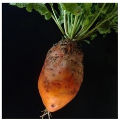 Remolacha amarilla de Eckendorf - semillas no tratadas