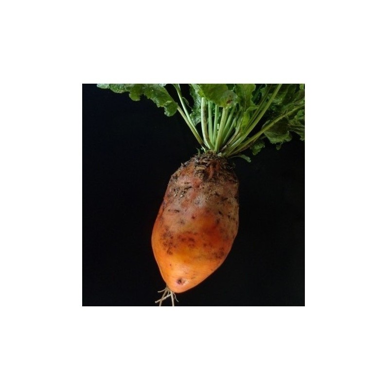 Remolacha amarilla de Eckendorf - semillas no tratadas