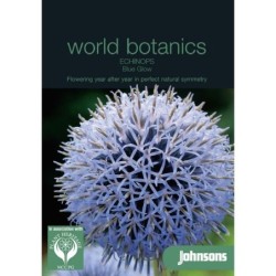 Echinops bannaticus blue glow