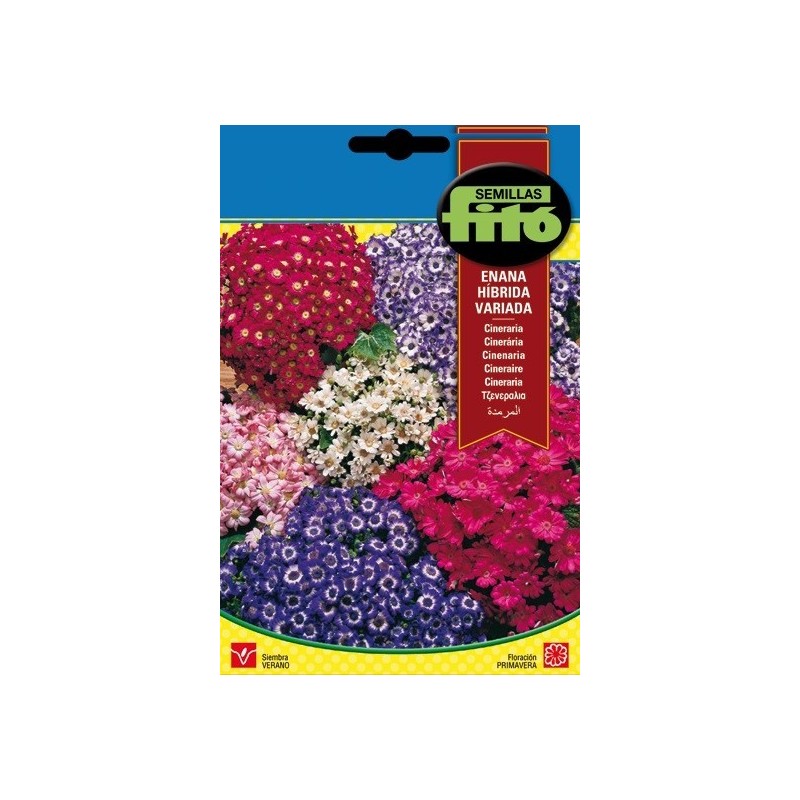 cineraria enana hibrida variada