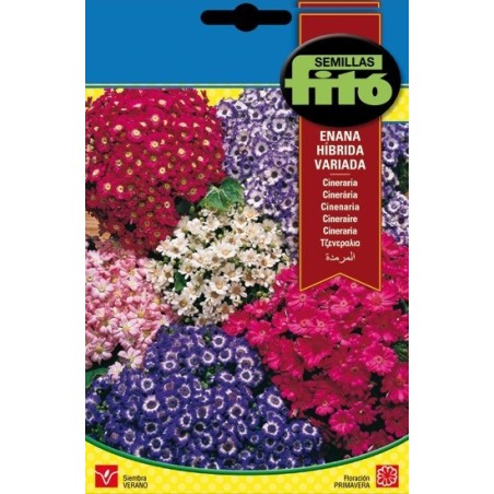cineraria enana hibrida variada