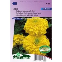 tagete amarillo doble sorisa (Tagetes erecta)