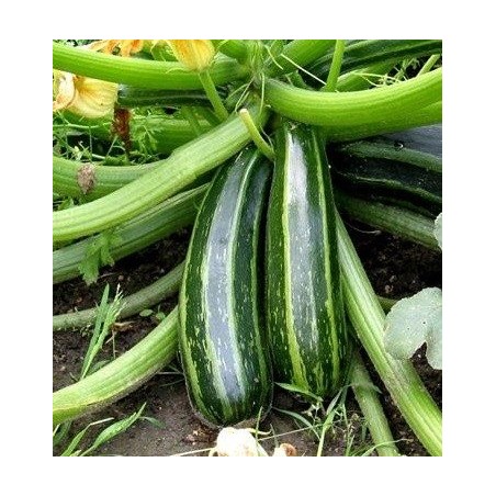 calabacin negro de Milan