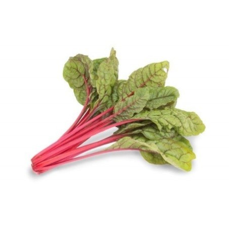 acelga roja intense (semillas sin tratamiento)