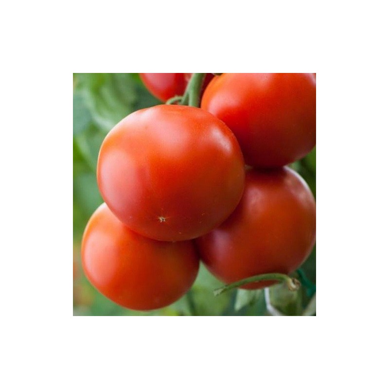 tomate jani (Semillas no tratadas)