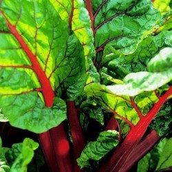 acelga roja rhubarb - semillas no tratadas