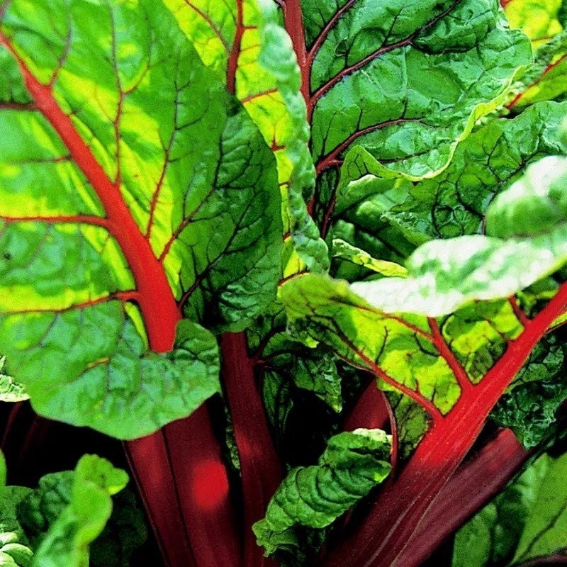 acelga roja rhubarb - semillas no tratadas