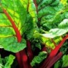 acelga roja rhubarb - semillas no tratadas