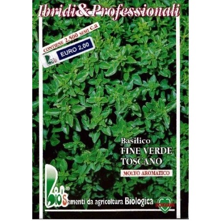 albahaca fina de la Toscana . semillas ecolÃ³gicas