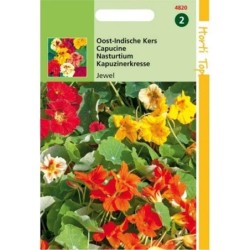 capuchina Jewel mix (Tropaeolum majus nanum)