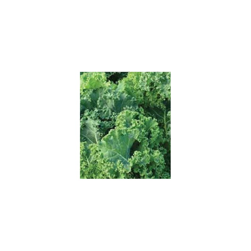 Kale pentland bring (semillas sin tratamiento)