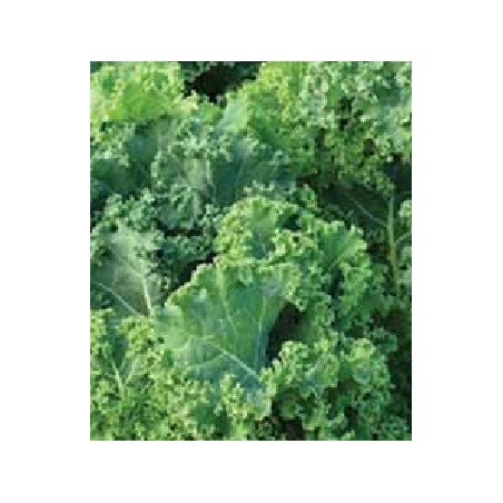 Kale pentland bring (semillas sin tratamiento)