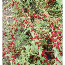espinaca fresa (capitatum Chenopodium)