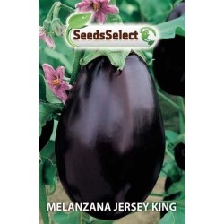 berenjena Jersey king