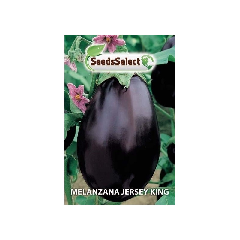 berenjena Jersey king