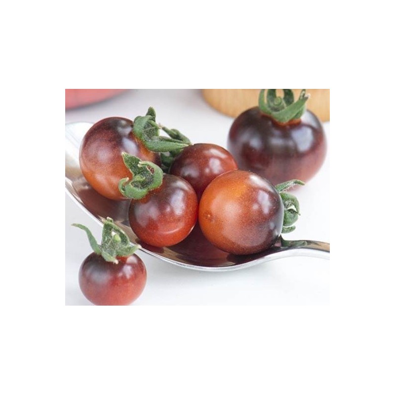 tomate Indigo blue berries