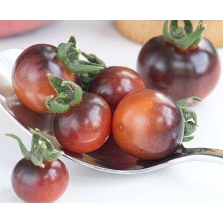 tomate Indigo blue berries