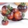 tomate Indigo blue berries