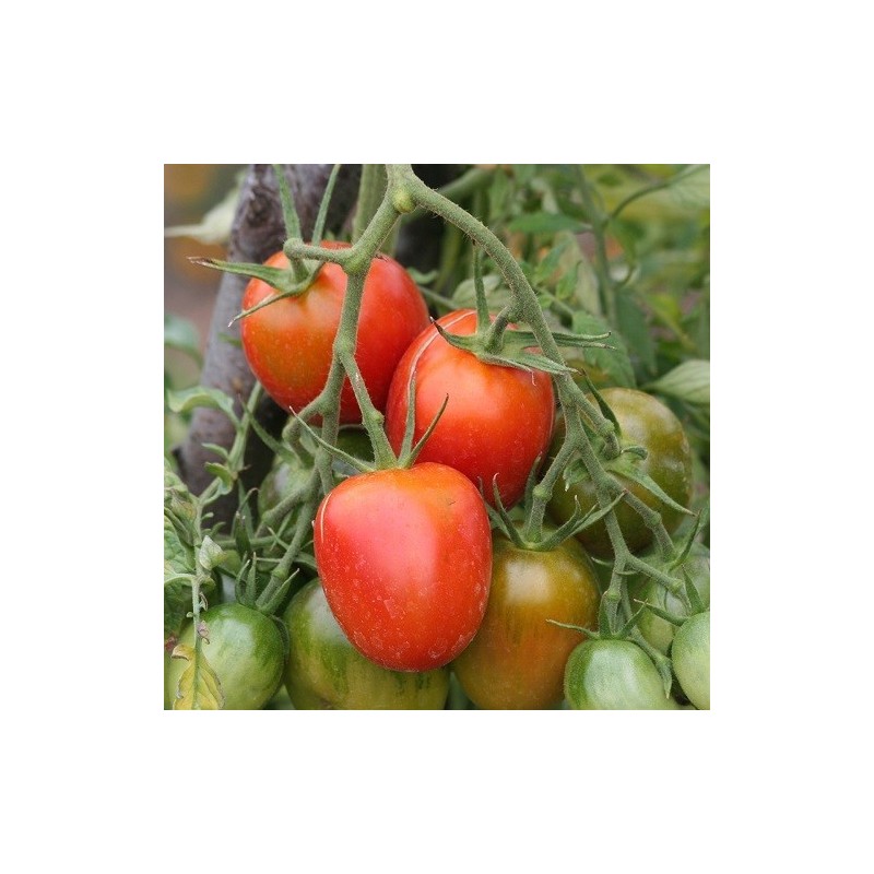 tomate de berao - semillas ecolÃ³gicas