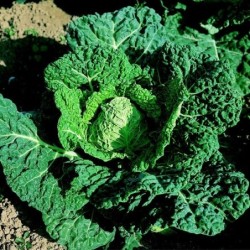 Col Milanesa Vorbote 3 (Semillas EcolÃ³gicas)