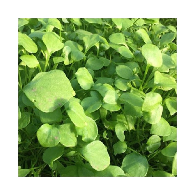 lechuga de los mineros (Claytonia perfoliata) - semillas no tratadas