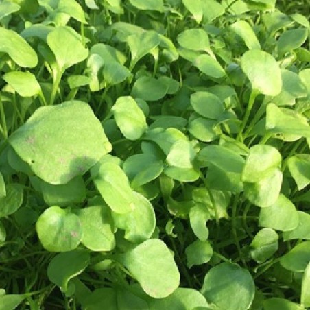 lechuga de los mineros (Claytonia perfoliata) - semillas no tratadas
