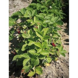 Fresa RÃ¼gen - semillas no tratadas