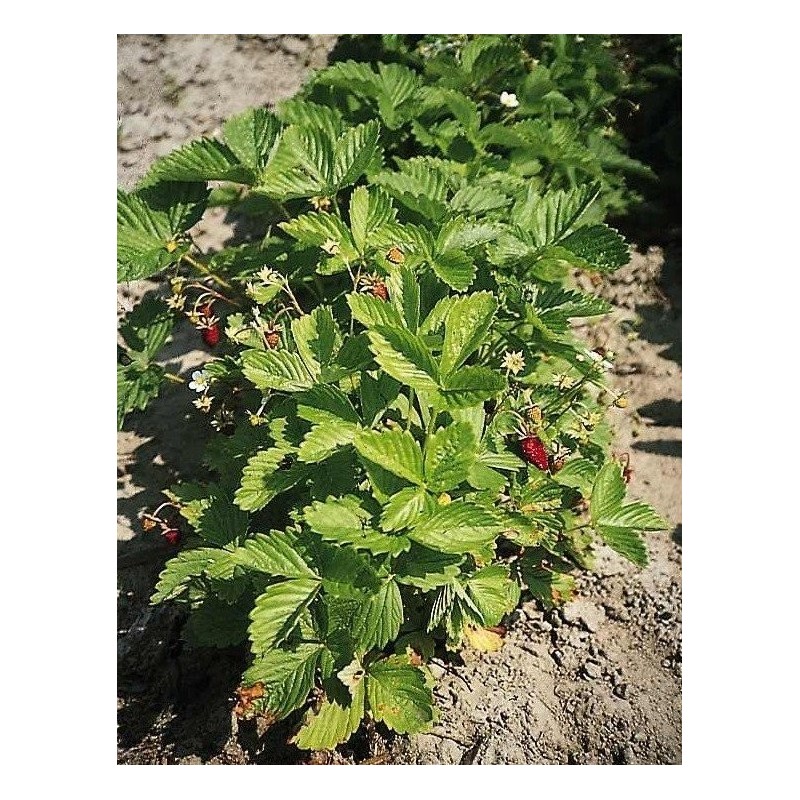 Fresa RÃ¼gen - semillas no tratadas